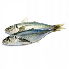 Jack Mackerel