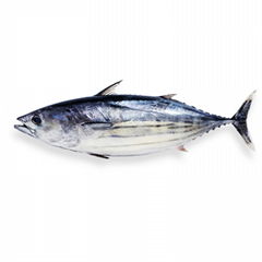 Bonito Tuna