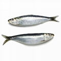 Sardine