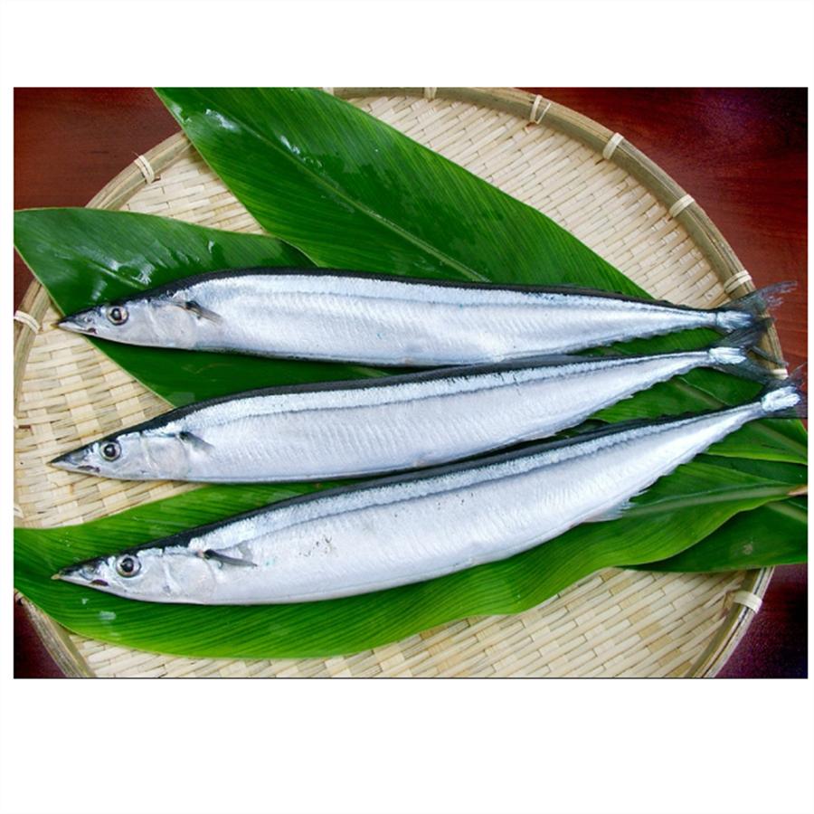 Pacific Saury