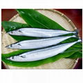 Pacific Saury 1