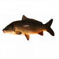 Carp Fish