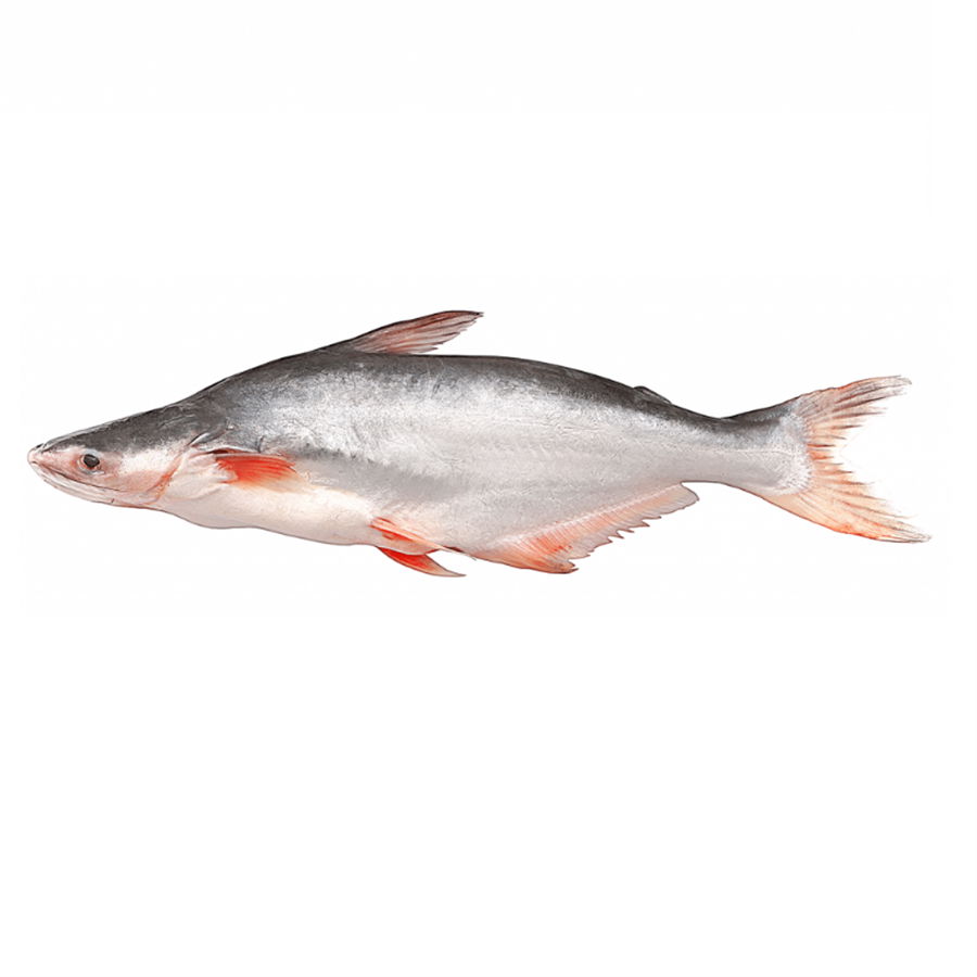 frozen pangasius fish