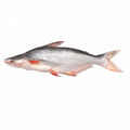 frozen pangasius fish 1