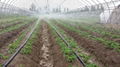 Drip irrigation  3