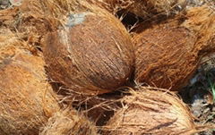 Husked & Dehusked Coconuts