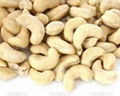 Cashew.