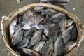 frozen tilapia wr chopa wr chinese