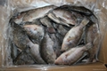 frozen tilapia wr chopa wr chinese origin 3