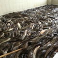 popular catfish whole round good quality 2