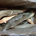 popular catfish whole round good quality 3