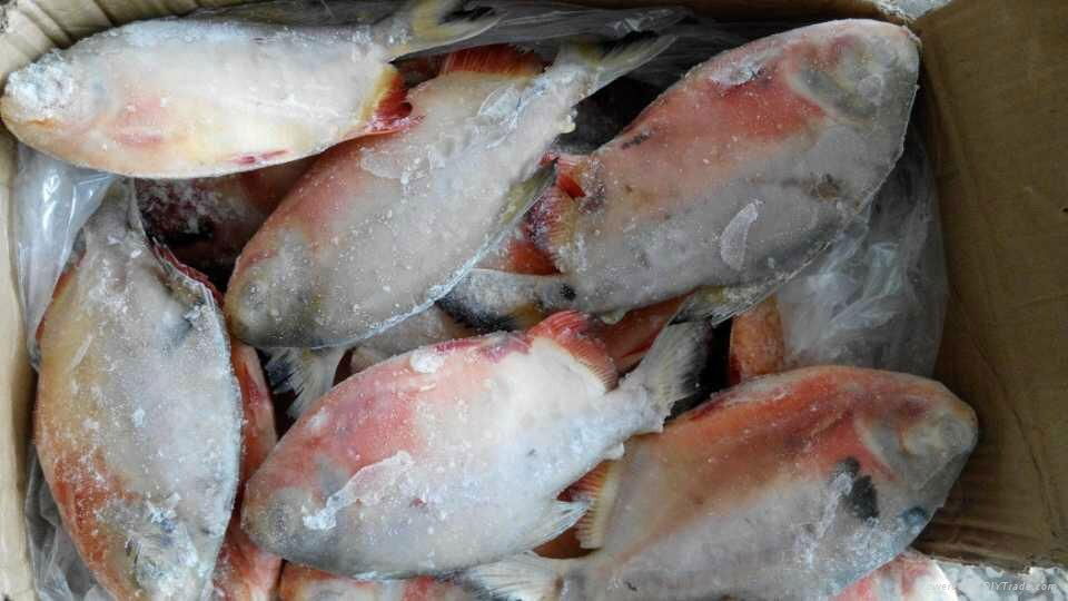 chinese farmed frozen red pacu 