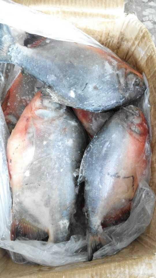 chinese farmed frozen red pacu  2