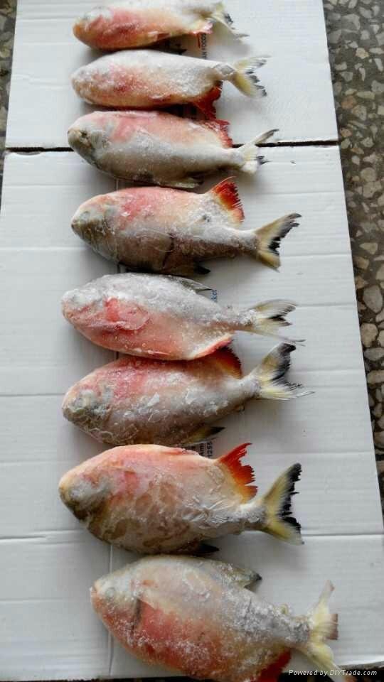 chinese farmed frozen red pacu  3