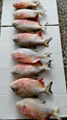 chinese farmed frozen red pacu  3