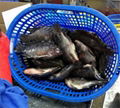 frozen tilapia GS 3