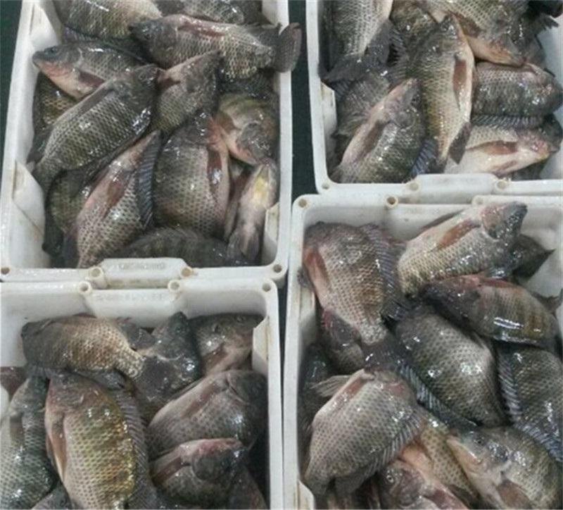 chinese tilapia factory whole round 100-200g