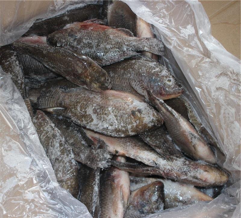 chinese tilapia factory whole round 100-200g 5