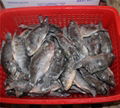 chinese tilapia factory whole round 200-300g 2