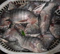 chinese tilapia factory whole round 200-300g 3