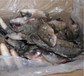 chinese tilapia factory whole round 200-300g 4