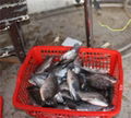 chinese tilapia factory whole round 200-300g 5