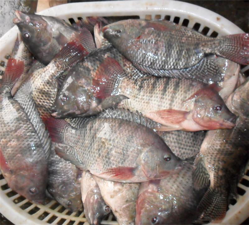 chinese tilapia factory whole round 300-500g