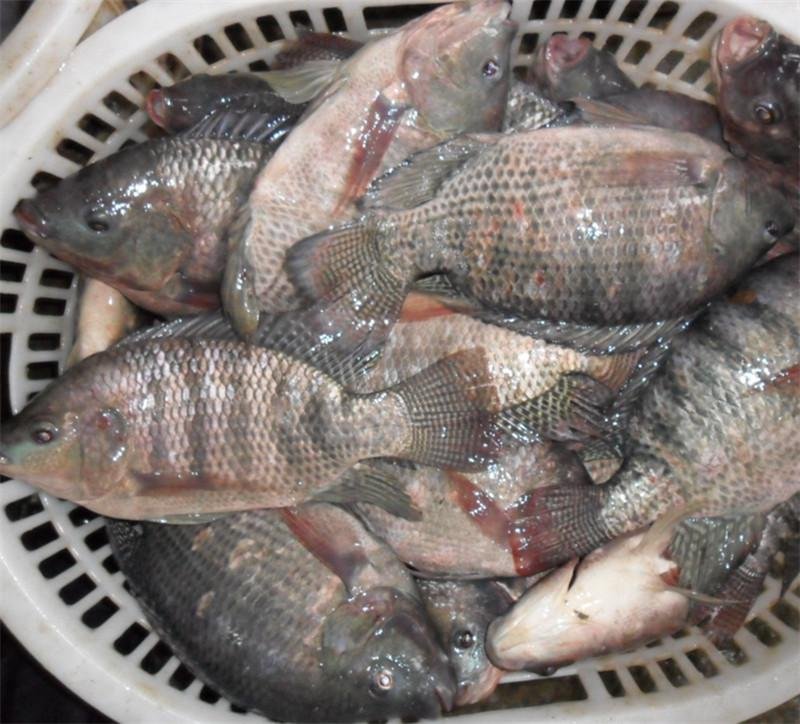 chinese tilapia factory whole round 300-500g 2