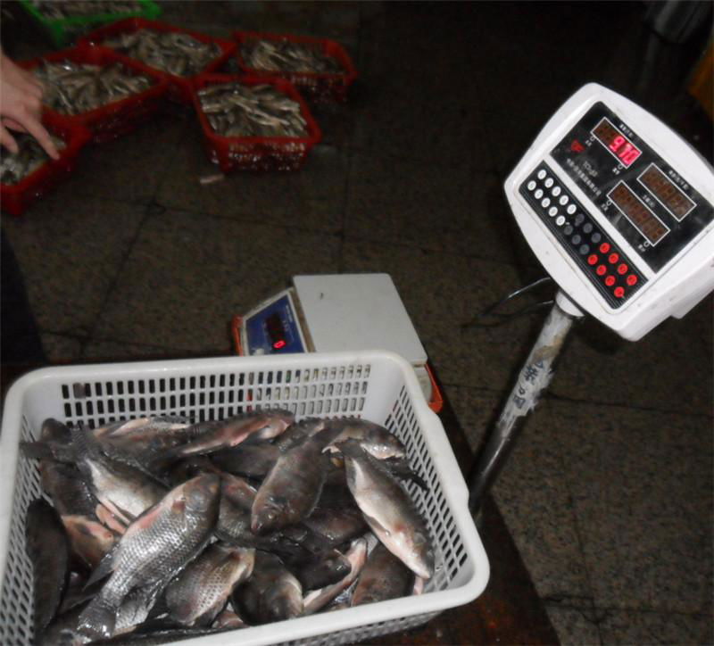 chinese tilapia factory whole round 300-500g 3