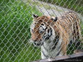 chain link fence 2