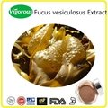 Kosher Halal Fucus Vesiculosus Extract Powder 1