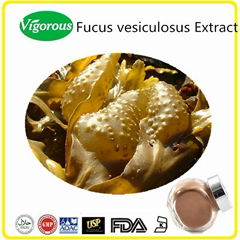 Kosher Halal Fucus Vesiculosus Extract Powder