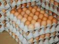 Brown,White Eggs 1