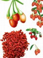 Dried Goji Berry Supply from Ningxia Zhengyuan