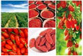 Goji Berry Supply  220pcs/50g 1