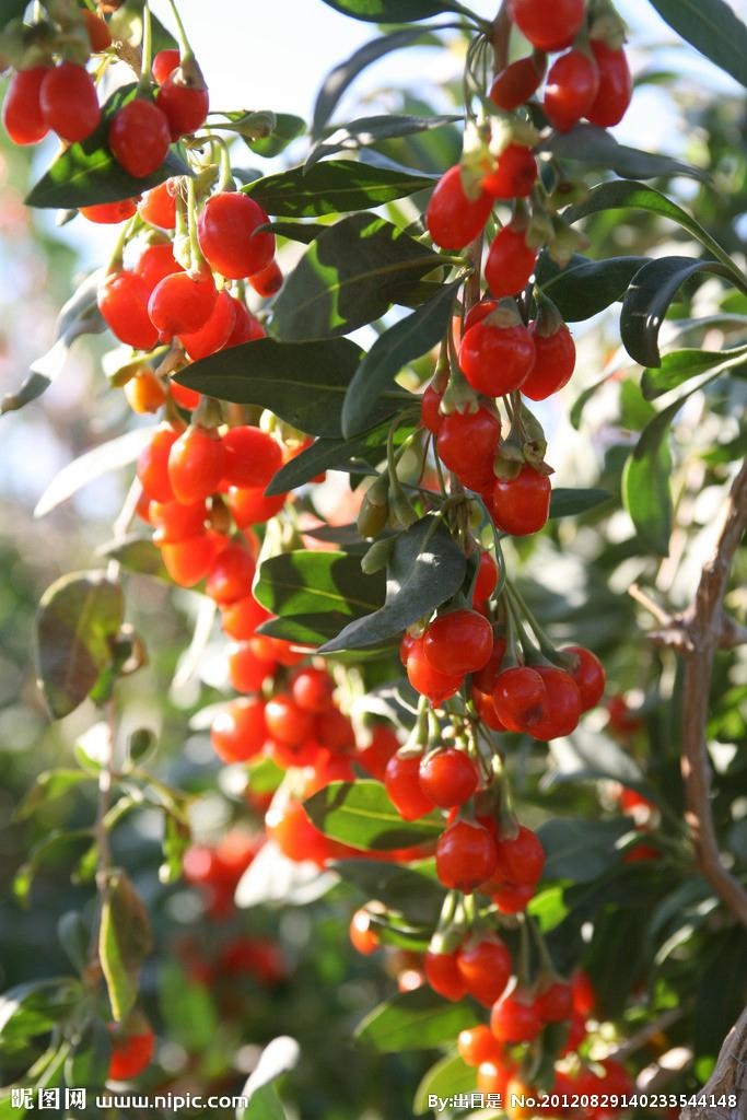 Goji Berry Supply from Ningxia Zhengyuan  2