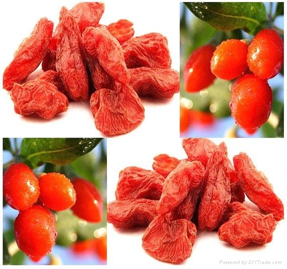 Healthy Organic Goji Berries from Ningxia 2