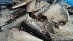 Frozen Sardines HGT