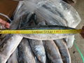 Frozen Mackerel Whole Round