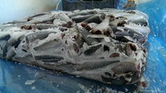 Frozen Mackerel HGT