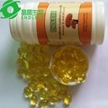 reishi spore oil capsule defend diabetes 500mg OEM 2