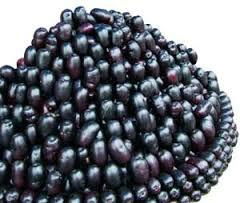 Jamun - Eugenia jambolana