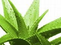 Aloe vera 1