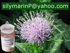 Milk Thistle Extract (Silybin)