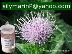 MilK Thistle P.E USP50% Silybin30%