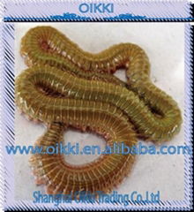 High quality Living lugworms from China