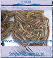 LL soft living lugworms and fresh baits 