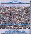 Sea fishing worms lugworm Marine worm 