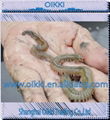 ragworm or Lugworm best fishing lure for sea fishing 