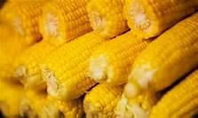 YELLOW CORN